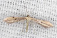 Hellinsia coniodactyla