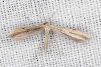 Hellinsia coniodactyla