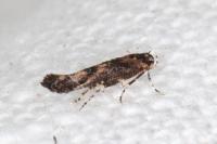 Coccidiphila gerasimovi