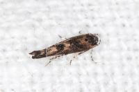 Coccidiphila gerasimovi