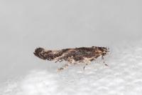 Coccidiphila gerasimovi