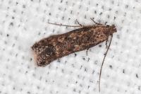 Tuta absoluta