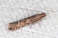 Tuta absoluta