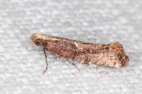 Acrolepiopsis vesperella
