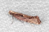 Acrolepiopsis vesperella