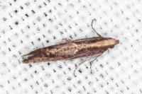 Acrolepiopsis vesperella