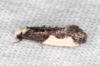 Monopis monachella