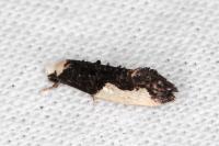 Monopis monachella