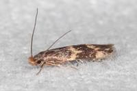 Oinophila v-flavum