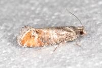 Clavigesta purdeyi
