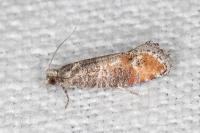 Clavigesta purdeyi