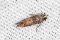 Clavigesta purdeyi