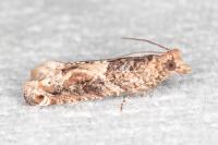 Crocidosema plebejana