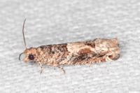 Crocidosema plebejana