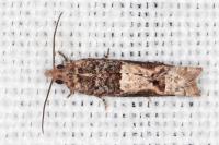 Crocidosema plebejana