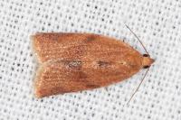 Clepsis consimilana