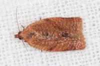 Clepsis consimilana