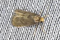 Taleporia tubulosa