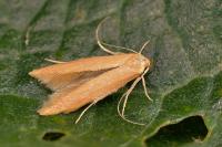 Haplochrois ochraceella