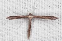 Stenoptilia mimula