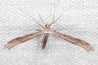 Stenoptilia mimula