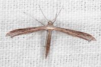 Stenoptilia mimula