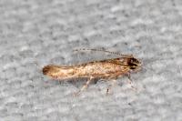 Coccidiphila gerasimovi