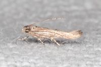 Coccidiphila gerasimovi