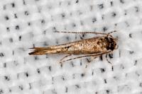 Coccidiphila gerasimovi
