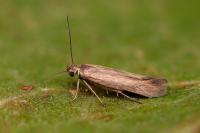 Scythris terrenella