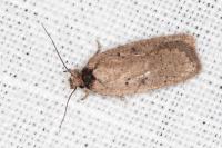 Agonopterix