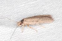 Agonopterix