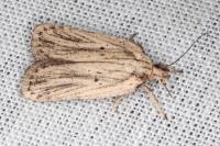 Agonopterix umbellana