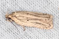 Agonopterix umbellana