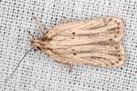 Agonopterix umbellana