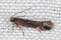 Aproaerema anthyllidella