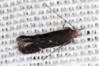 Aproaerema anthyllidella