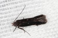 Aproaerema anthyllidella