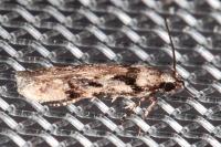 Carpatolechia decorella