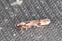 Carpatolechia decorella