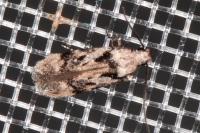 Carpatolechia decorella