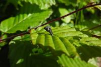 Coleophora currucipennella