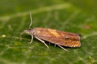 Dichrorampha vancouverana