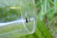 Micropterix aruncella