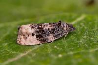 Metendothenia atropunctana