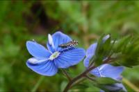Glyphipterix simpliciella