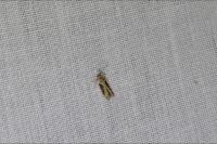 Hypatima rhomboidella