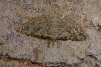 Alucita hexadactyla