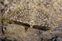 Alucita cancellata