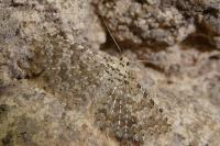 Alucita cancellata